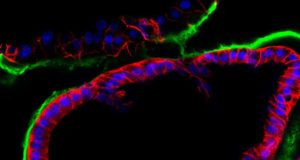 Un técnica basada en mini órganos artificiales en 3D mejorará el éxito de la reproducción asistida