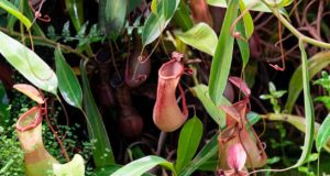 Una planta carnívora puede tener la molécula para tratar la celiaquía