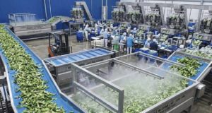 La carga biológica en aguas de lavado de verduras para ensaladas preparadas: hay genes resistentes a antibióticos