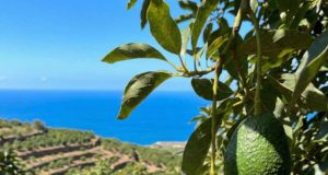 La inteligencia artificial está llamada a salvar los cultivos tropicales de Málaga