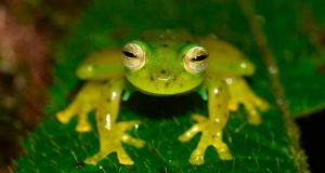 Un hongo ha provocado la desaparición del 67% de los anfibios en un bosque de los Andes colombianos