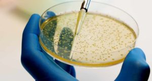 Descubren la estrategia de defensa de una bacteria responsables de intoxicaciones alimentarias