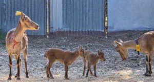 Nacen las primeras cabras monteses creadas por fecundación in vitro: este avance podría evitar futuras extinciones