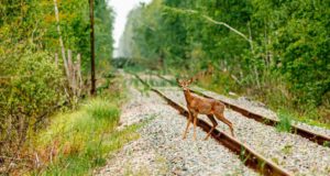 La guerra también cambia la vida salvaje: los animales de Chernóbil alteraron su comportamiento durante la invasión rusa