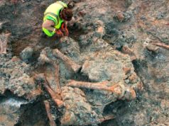 Los insectos revelan un secreto de los dinosaurios de Lo Hueco: sus cadáveres permanecieron semanas al aire libre