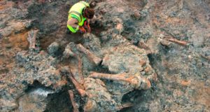 Los insectos revelan un secreto de los dinosaurios de Lo Hueco: sus cadáveres permanecieron semanas al aire libre