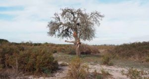 El piruétano desaparece de Doñana pese a estar protegido: una paradoja que preocupa a los científicos