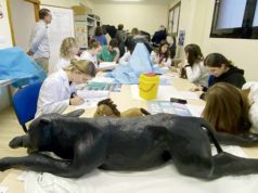 Nuevo reconocimiento internacional a la investigación en Veterinaria de la UMU: el ranquin de Shanghái la sitúa entre las 75 mejores