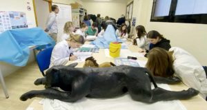 Nuevo reconocimiento internacional a la investigación en Veterinaria de la UMU: el ranquin de Shanghái la sitúa entre las 75 mejores