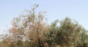 Descubren la base molecular de la caída de hoja causada por la verticilosis en olivo y algodón