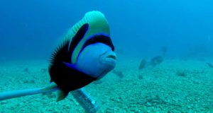 Tres peces del Mar Rojo podrían ser las próximas especies invasoras en el Mediterráneo