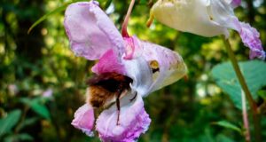 Una planta invasora puede hundir la reproducción de una especie nativa en solo cuatro días