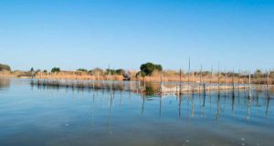 Crean una plataforma con inteligencia artificial para restaurar ecosistemas tras las inundaciones