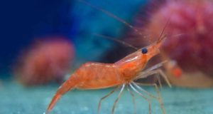 Los camarones no surgieron donde se pensaba: reconstruyen un viaje de 125 millones de años