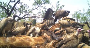 La carroña da la clave para entender las epidemias, la biodiversidad y la evolución humana