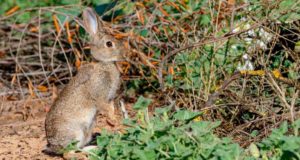 Aparece una especie de conejo nueva en la Península Ibérica: ahora se sabe que conviven dos