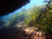 El calentamiento del mar reduce la capacidad de las praderas marinas para almacenar carbono