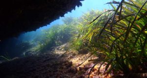 El calentamiento del mar reduce la capacidad de las praderas marinas para almacenar carbono