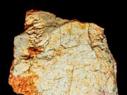 Un fósil de cráneo hallado en Ruidera complica un poco más entender la evolución humana