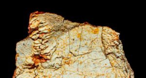 Un fósil de cráneo hallado en Ruidera complica un poco más entender la evolución humana