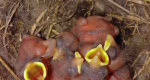 Los polluelos herrerillos tienen una ‘colorida’ estrategia para conseguir más comida que sus hermanos