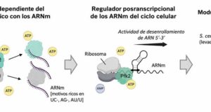 Descubren que una enzima ese el interruptor de la división de las células y de algunas enfermedades