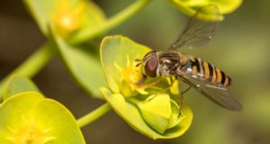 El ojo de la mosca conserva su estructura básica inalterada tras 90 millones de años de evolución