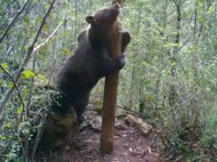 La gran paradoja de la biodiversidad: se recupera el lobo pero desaparecen mariposas