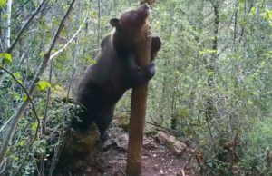 La gran paradoja de la biodiversidad: se recupera el lobo pero desaparecen mariposas