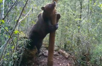 La gran paradoja de la biodiversidad: se recupera el lobo pero desaparecen mariposas