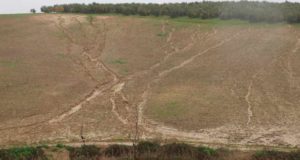 El suelo tarda siglos en formarse y puede destruirse en pocos años: protegerlo es clave