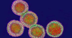 Nuevo método que mejora la detección del virus de la gripe aviar H5N1 en la leche