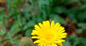 Algunas plantas invasoras de Canarias desafían las teorías de Darwin