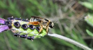 Doñana alberga cerca de 400 especies de abejas silvestres y una de ellas nunca se había visto en Europa