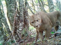 El puma es mucho más que un depredador: ejerce un papel fundamental en equilibrio de los ecosistemas