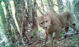 El puma es mucho más que un depredador: ejerce un papel fundamental en equilibrio de los ecosistemas
