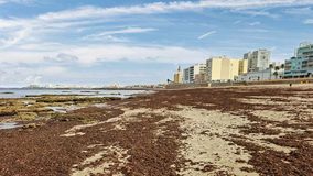 Una aplicación permite localizar en menos de un minuto el alga asiática en las costas españolas