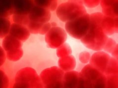 Descubren un mecanismo clave para aumentar la producción de células madre de la sangre