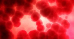 Descubren un mecanismo clave para aumentar la producción de células madre de la sangre