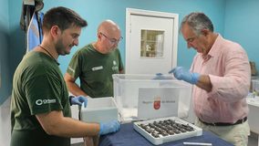 Más de 130 tortugas bobas nacen de dos nidos en Murcia y 57 entran en un programa de conservación