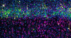 Descubren que las neuronas no se forman como se creía: dos vías paralelas dirigen su desarrollo