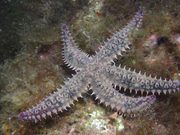 Este es el ‘secreto genético’ de la estrella de mar espinosa: adapta su genoma al lugar donde vive