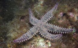 Este es el ‘secreto genético’ de la estrella de mar espinosa: adapta su genoma al lugar donde vive