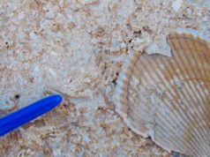 Descubren en Almería unos arrecifes de coral únicos que revelan cómo era el Mediterráneo hace 6,5 millones de años