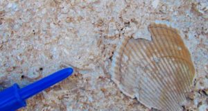 Descubren en Almería unos arrecifes de coral únicos que revelan cómo era el Mediterráneo hace 6,5 millones de años