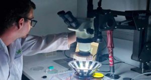 Consiguen que ratones ciegos vuelvan a ver con un colirio sin cirugía ni implantes
