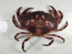 La jaiba limón está genéticamente conectada a lo largo de 1.500 kilómetros de la costa de Chile