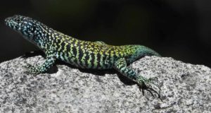 Descubren nuevas variantes de la lagartija negroverdosa de Chile