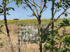 Los líquenes revelan la dispersión de cobre y zinc procedente plantas de reciclaje de neumáticos y cable