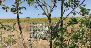Los líquenes revelan la dispersión de cobre y zinc procedente plantas de reciclaje de neumáticos y cable
